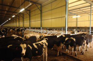 ip69k led tri-proof light application for cattle farm