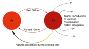 Flowering induction of 730 nm far-red light