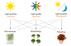 What type of light does plant grow need？