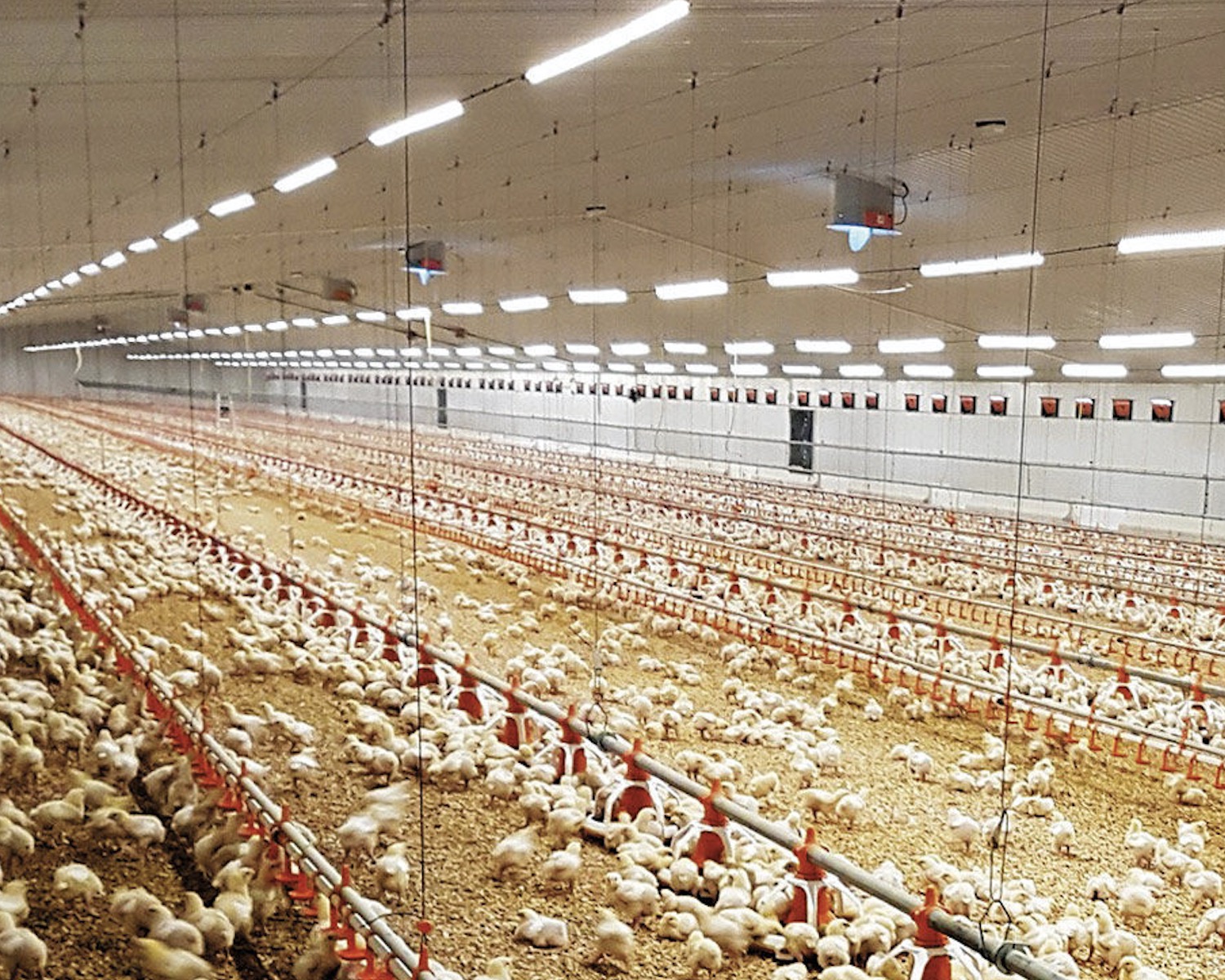 tubu tech ip67 ip69k poultry lighting chicken farm lighting tubu tech ip67 ip69k poultry lighting chicken farm lighting
