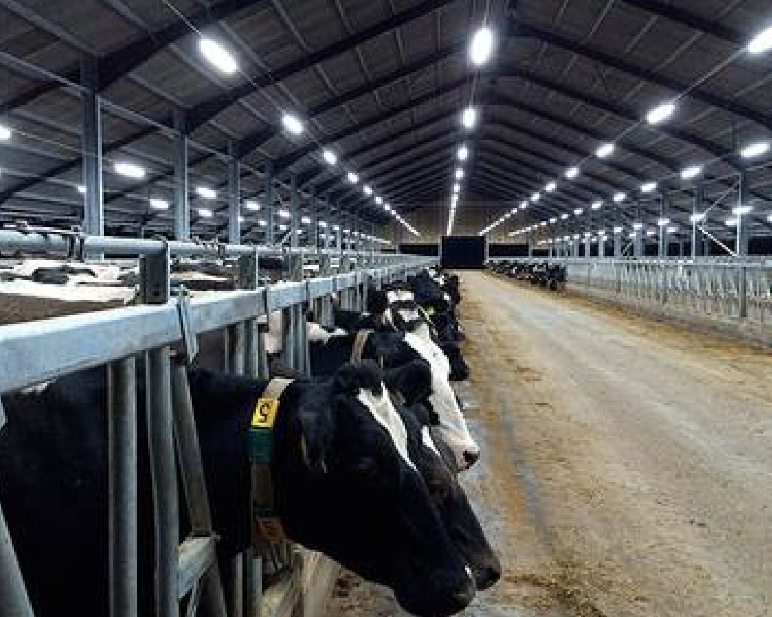 tubu tech ip69k farm lighting cattle lighting tubu tech ip69k farm lighting cattle lighting