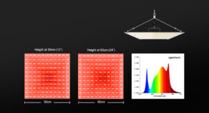 240W Quantum version grow light planting tent test