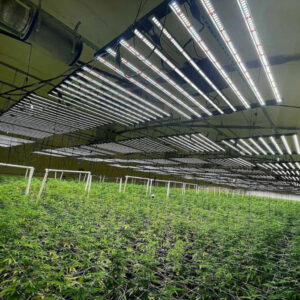 Full Spectrum Plant Lighting Full Spectrum Plant Lighting