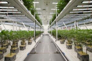 Plant cultivation lighting
