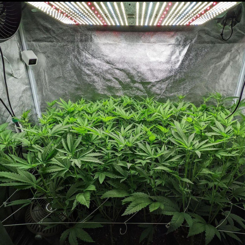 tubu-led-quantum-board-grow-light-in-tent