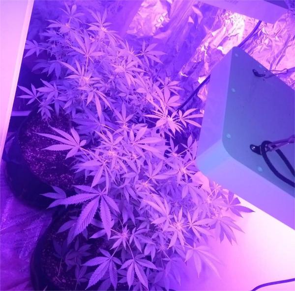 Application of Full Spectrum Greenhouse LED Grow Light