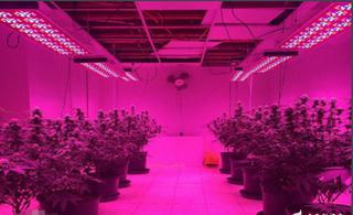 Full Spectrum Greenhouse Horticulture Lighting