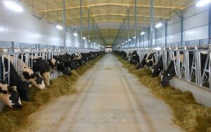 cattle shed lighting application