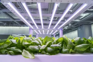 200w LED Grow Light