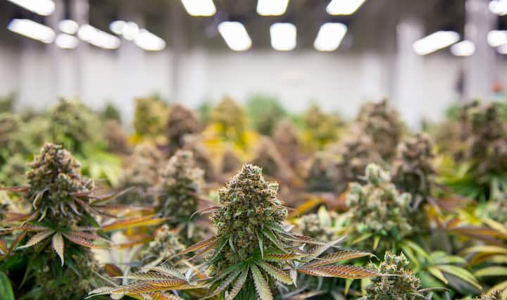 growing cannabis with tubu led grow light growing cannabis with tubu led grow light