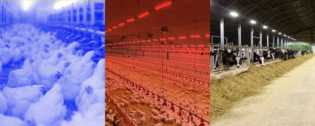 Agricultural -Livestock Lighting