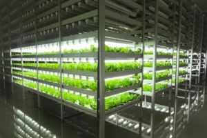 Artificial Light Plant Factory