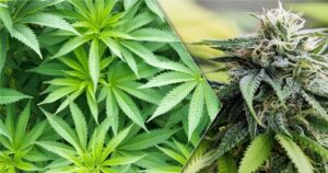 Cannabis grow
