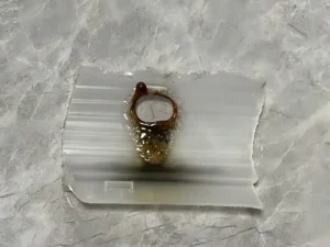 Glow Wire Test_Semi-transparent plastic shell