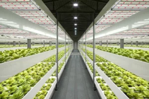 Greenhouse grow lights