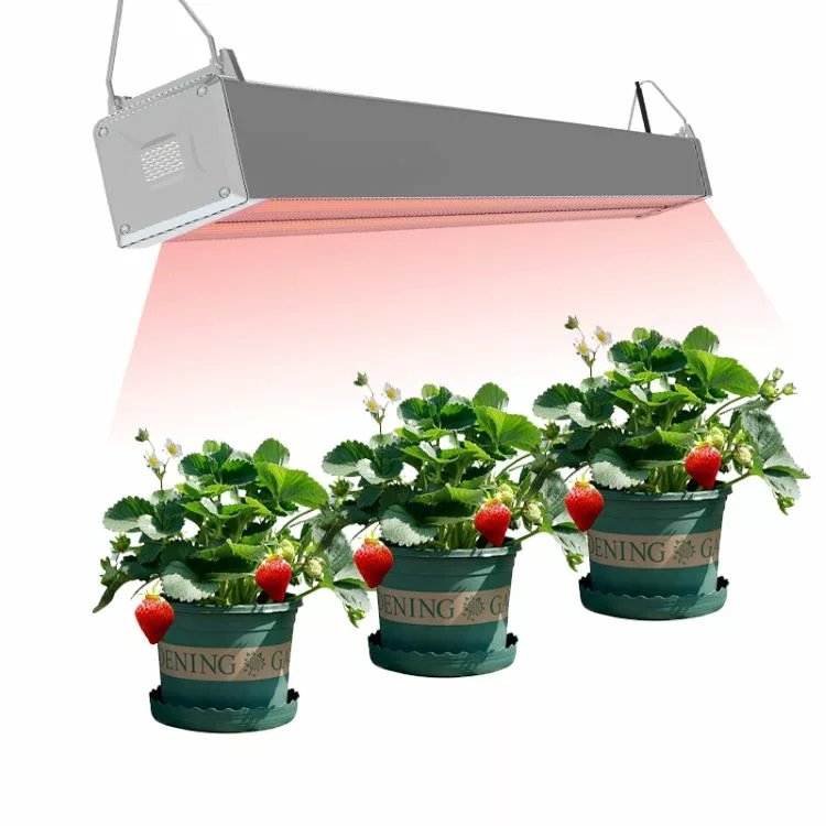 Greenhouse lights applied to strawberries