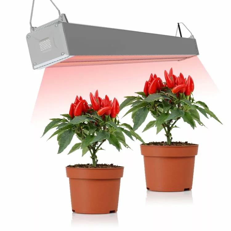 Greenhouse lights used in peppers