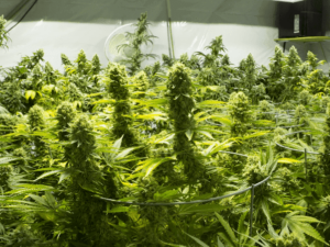 Grow Light for Cannabis