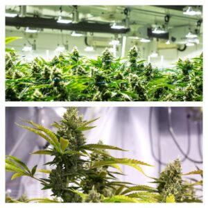 Growing cannabis indoors