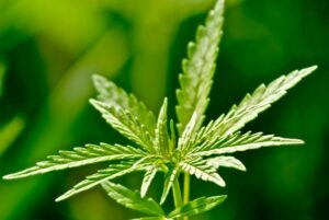 Herbaceous Plant Species Cannabis
