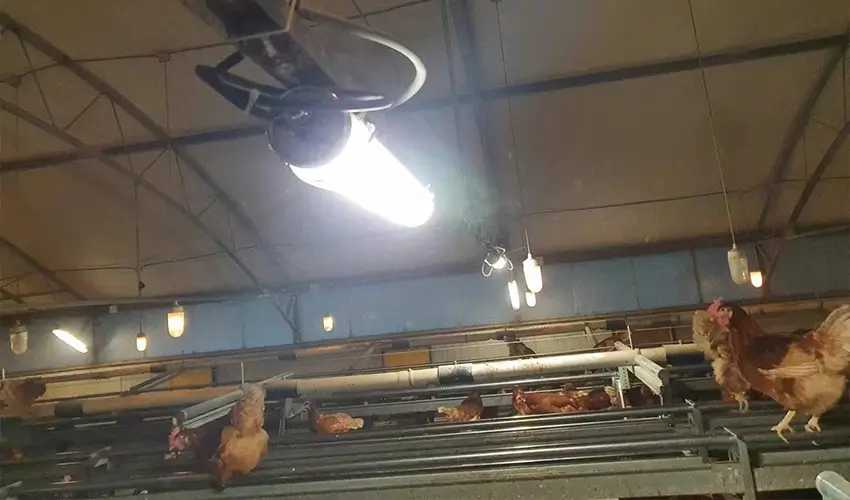 How to Choose LED Lighting for Farmyard Buying Guide