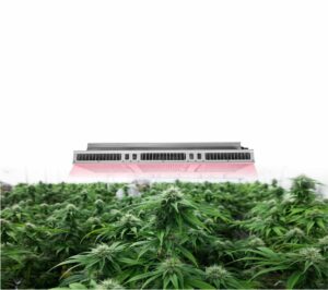 How to Solve the Problem of Uneven Lighting of LED Grow Lights
