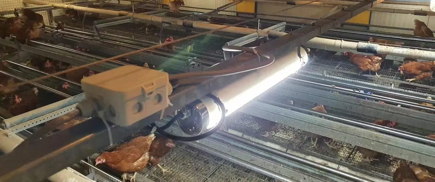 Industrial Lighting Selection Guide_Tent Applications_Poultry Farm_blog_img02 Tent Applications