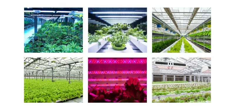 LED Grow Light Application Scenarios