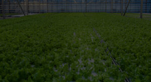 LED Grow Light Solution for Greenhouses
