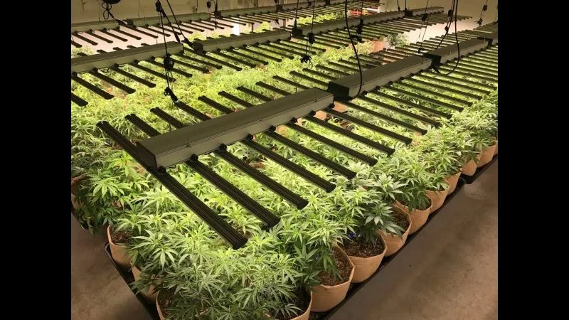 LED Grow Light for Commercial Greenhouses LED Grow Light for Commercial Greenhouses