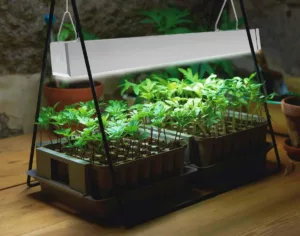 LED Grow Lights for Home Growing
