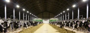 LED Lighting for Farmyard