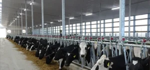 LED Lighting for Farmyard