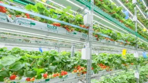 LED grow lights for strawberries