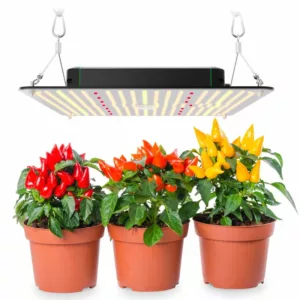 LED red and blue light to cultivate chili peppers
