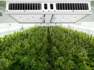 Large Farm LED Grow Light