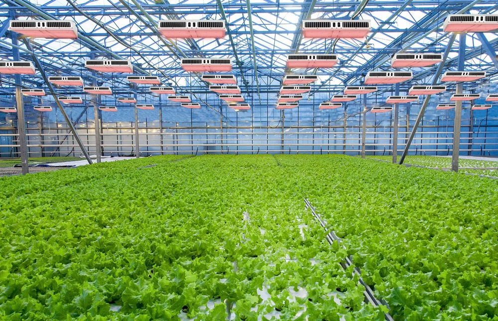 Large farm planting lights