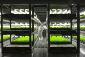 Lettuce Factory Cultivation