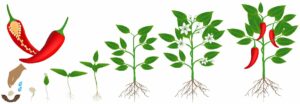 Pepper grow