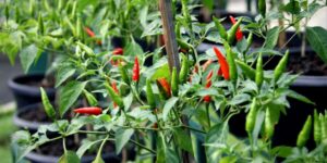 Pepper planting