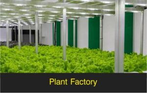 Plant Factory