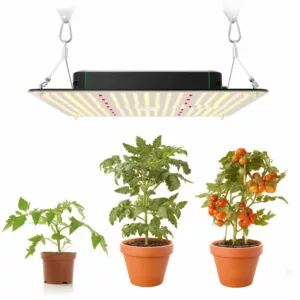 Plant light application