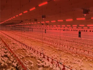 Poultry Farm Applications