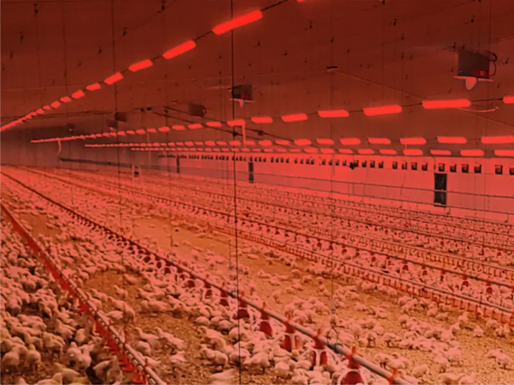 Poultry Farm Applications