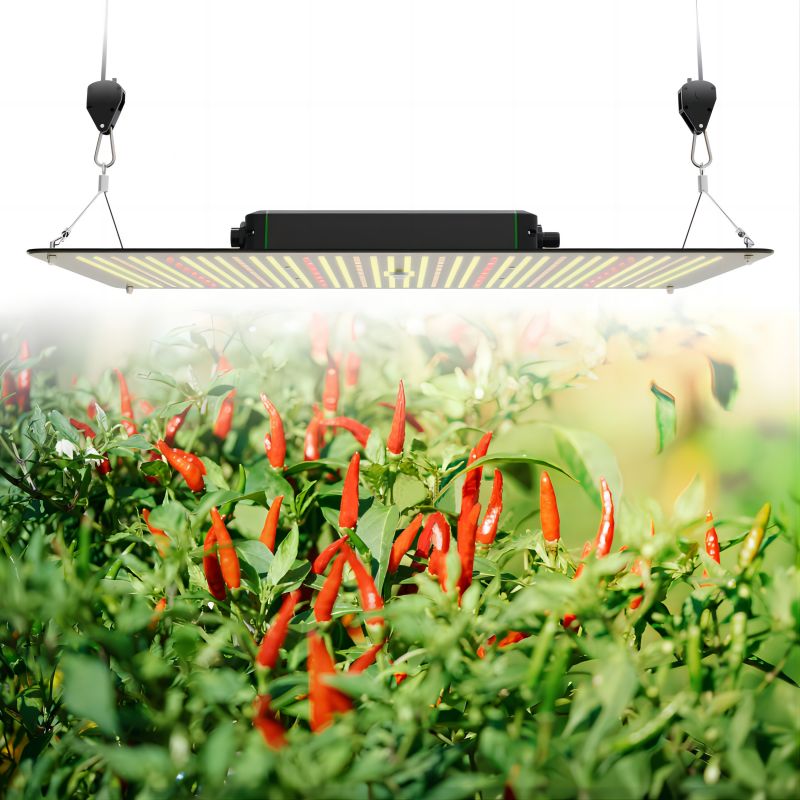quantum board led grow light