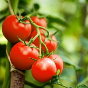 Red Tomato Grow