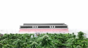 Solve the Problem of Uneven Lighting of LED Grow Lights