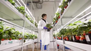 Strawberry LED Grow Lights