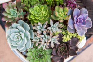 Succulent Plants