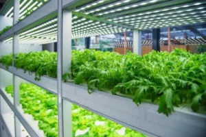 TUBU LED Grow Light Factory